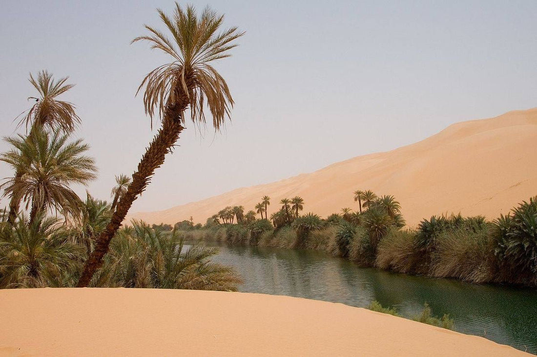 Why Algerian Dates Stand Out: The Power of Origin & Quality