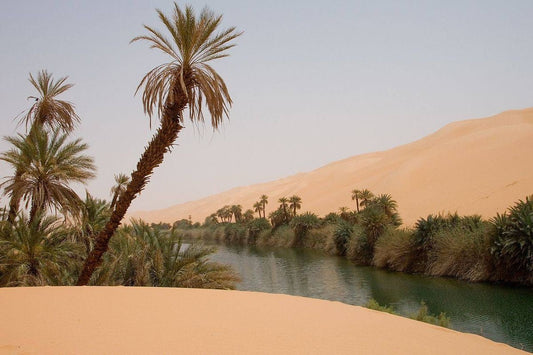 Why Algerian Dates Stand Out: The Power of Origin & Quality